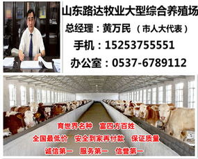 山東肉牛養(yǎng)殖市場動態(tài)與自費(fèi)出國留學(xué)中介服務(wù)的對比分析